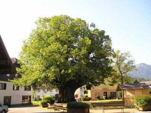 Pension Schierl Faistenau Exterior foto